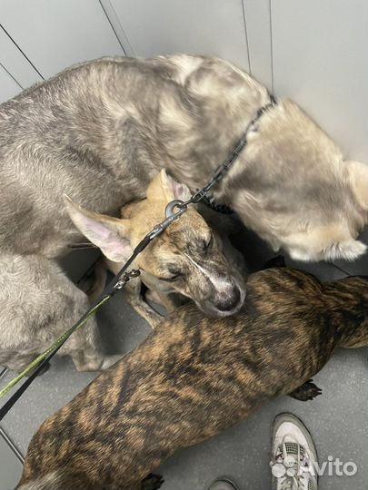 Щенок девочка метис