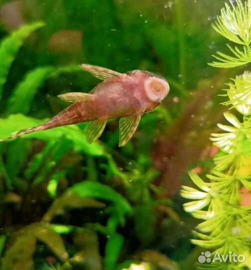 Сом чистильщик Анцитрус