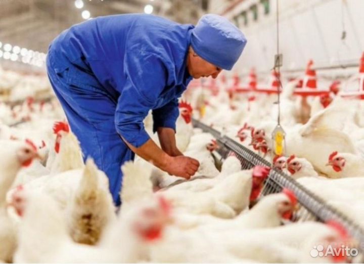 Вахта Проживание, Фасовщик(ца) на Птицефабрику