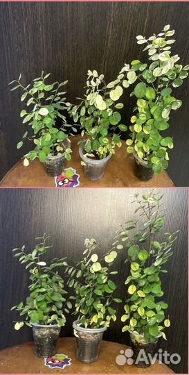 Комнатные растения ч.2