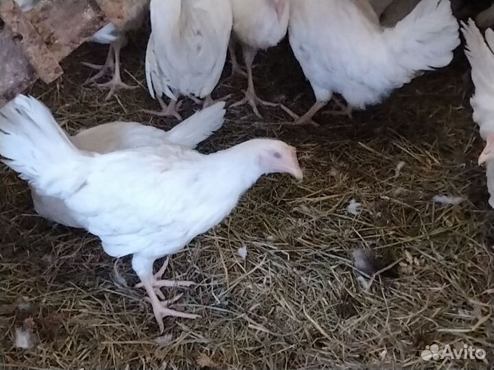 Куры молодки несушки