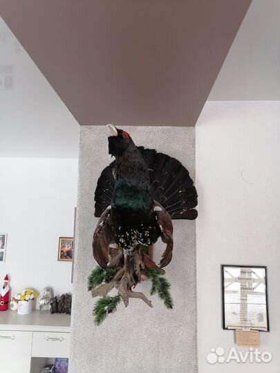 Чучело глухаря