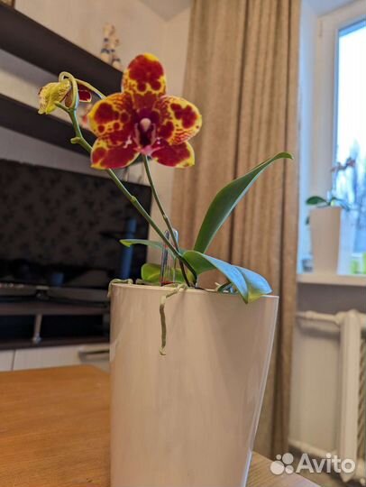 Орхидея фаленопсис