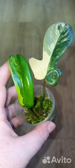 Филодендрон Маска вариегатная