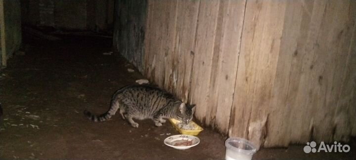 Кошка. И пёся