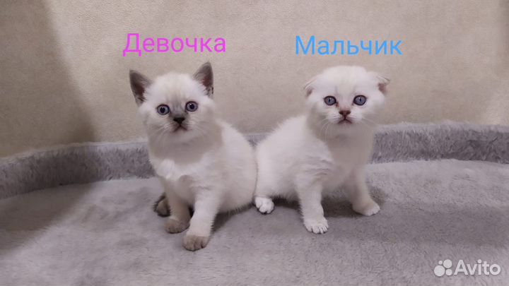 Шотландские котята