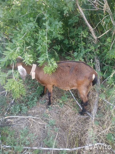 Нубийские козы