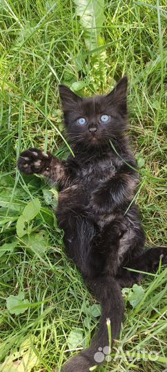 Черный пушистый котенок