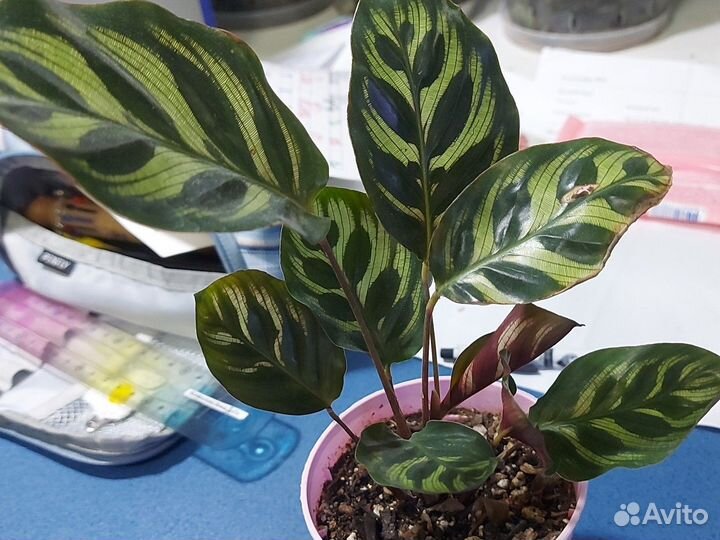 Калатея Макояна