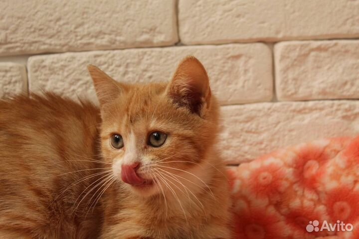 Рыжий котенок