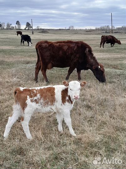 Продаю стадо крс