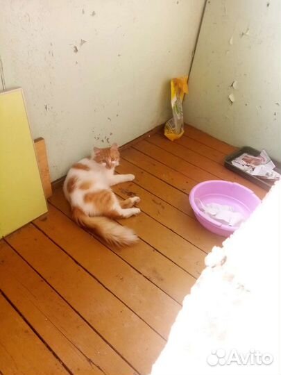 Пристраиваем Кузиньку в добрые ручки,1г. и 2 мес