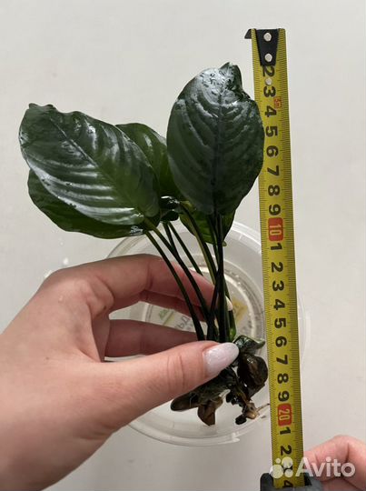 Анубиус, растение для аквариума