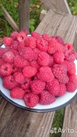 Малина Таруса - саженцы