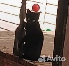 Черный котенок девочка