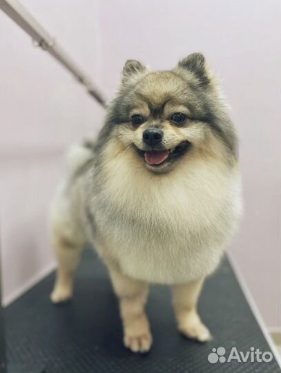 Груминг обучение