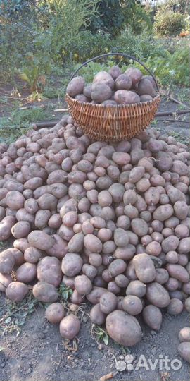 Картофель крупный и семенной
