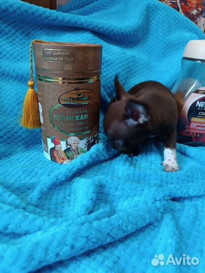 Малыш чокопай