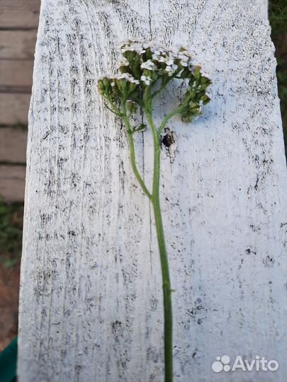 Тысячелисник