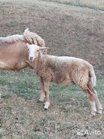 Катумская парода овец. Ярочки, баранчики
