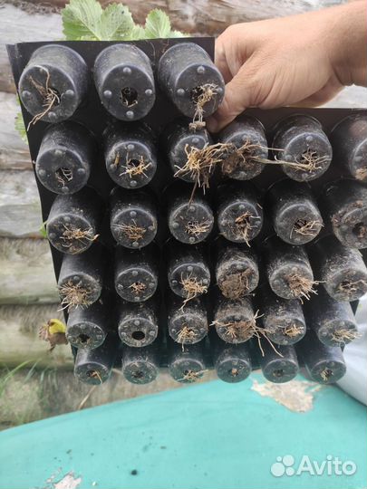 Земклуника Купчиха, земляника садовая Априка, Азия