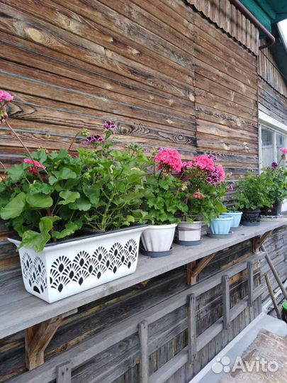 Пеларгония герань каралевская