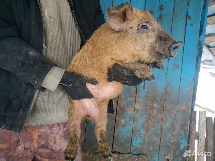 Поросята