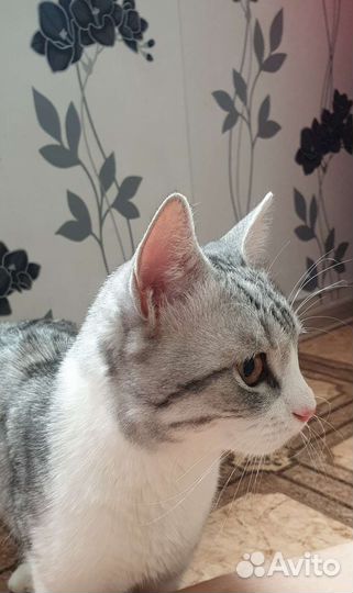 Котик в добрые руки
