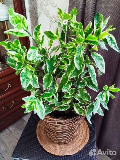 Аглаонема, педилантус, пеларгония