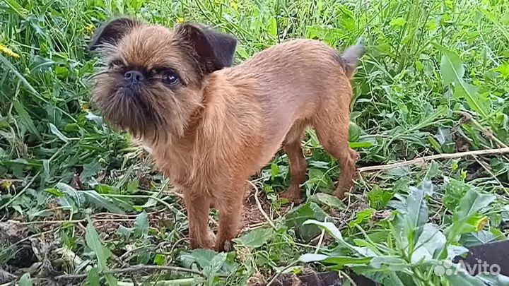 Гриффончики