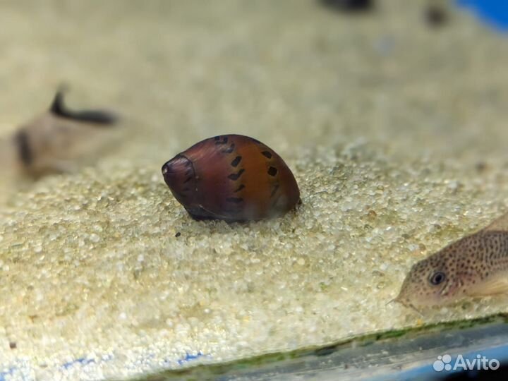 Продам полезных улиток для аквариума