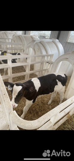 Телята бычки на откорм