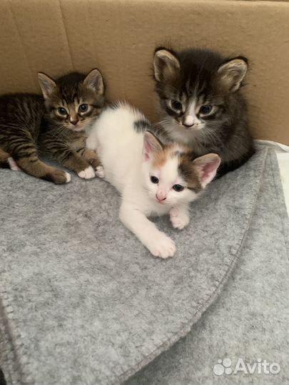 Котята в добрые руки