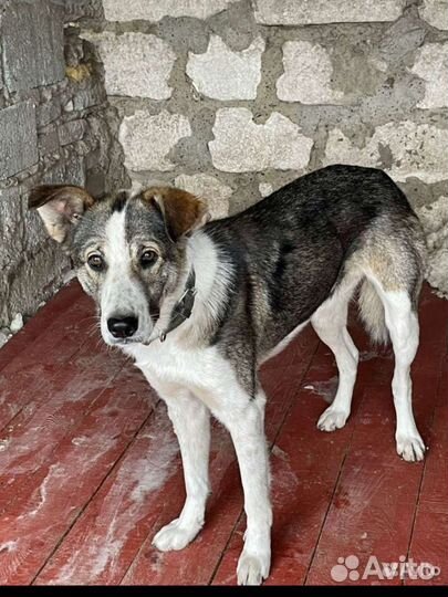 Собаки бесплатно в добрые руки