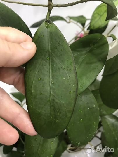 Хойи срезом