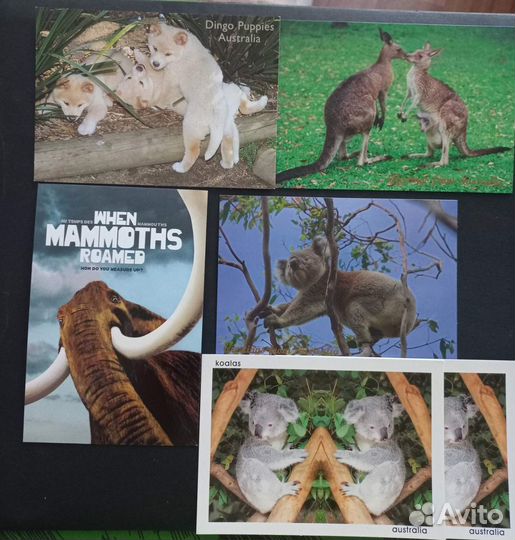 Открытки с животными Австралии