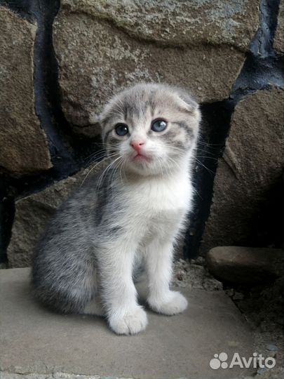Милые котята