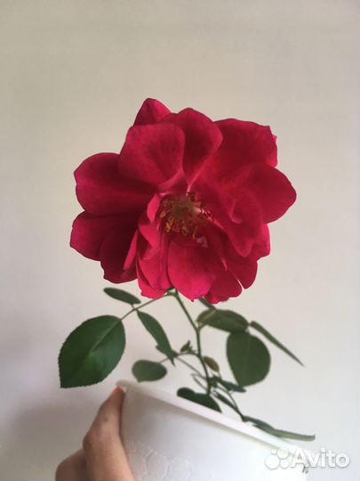 Бенгальская вишневая роза