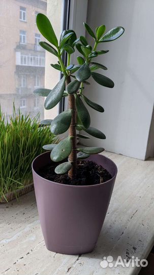 Крассула толстянка