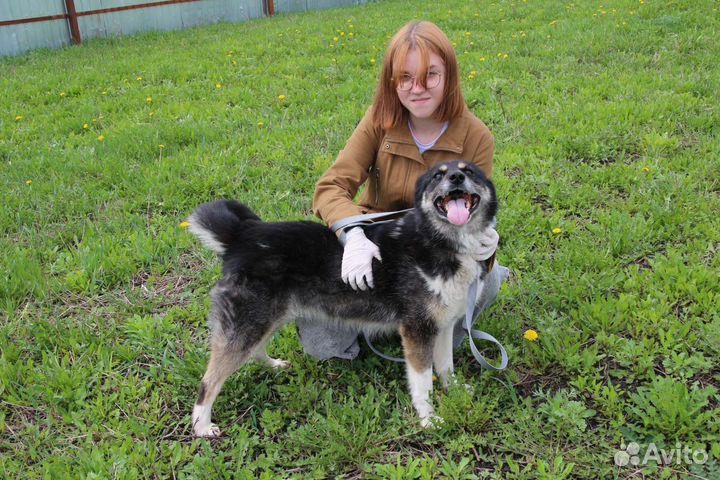 Собака в добрые руки