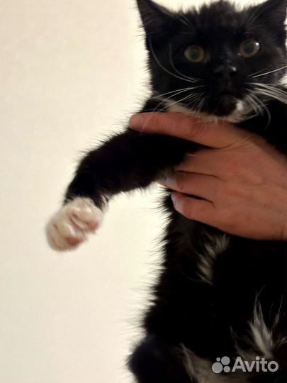 Котенок черно-белый мальчик