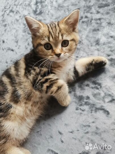 Британские котята, серебристая шиншилла