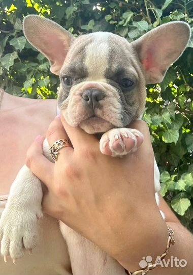 Французский бульдог голубая принцесса