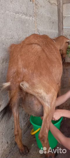 Коза дойная чешка