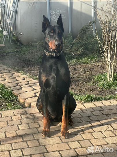 Щенки добермана