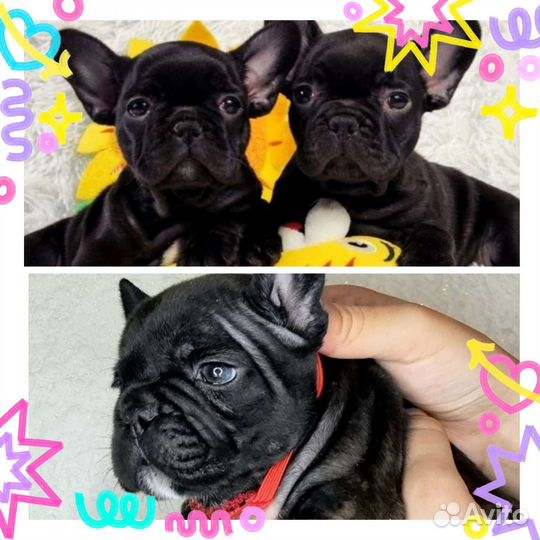 Французский бульдог щенки