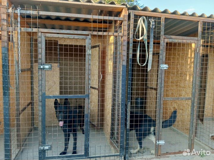 Передержка собак