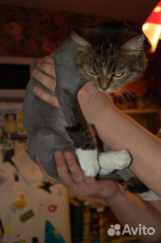 Стрижка вашего питомца с выездом на дом