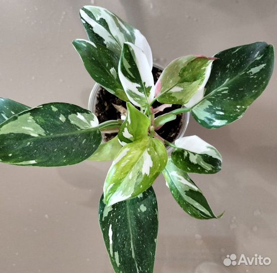 Филодендроны вариегатные 2