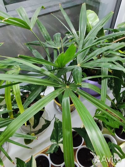 Трахикарпус форчуна